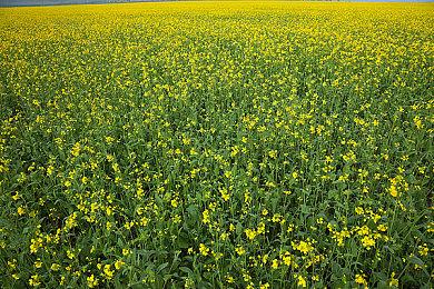 《星球大战：法外狂徒》只为满足玩家愿望而生